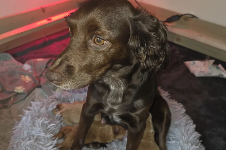 Cocker Spaniel (Working)