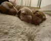Cocker Spaniel (Working)