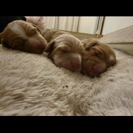 Cocker Spaniel (Working)