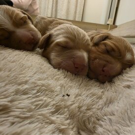 Cocker Spaniel (Working)