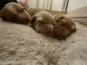 Cocker Spaniel (Working)