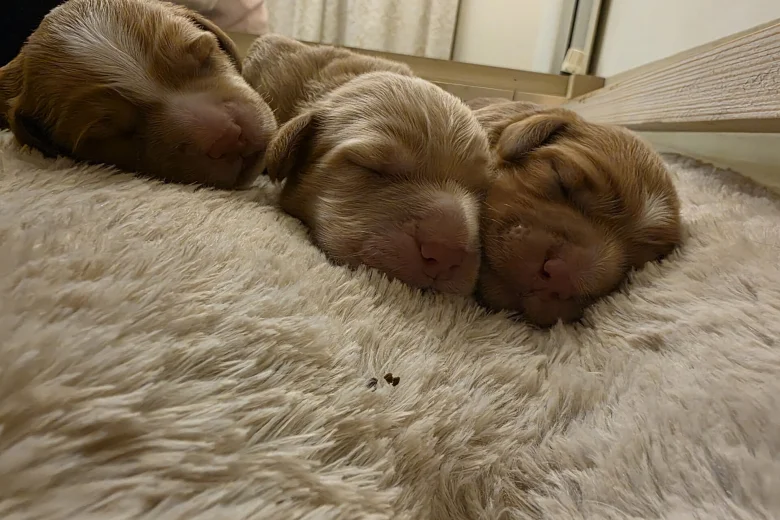 Cocker Spaniel (Working)