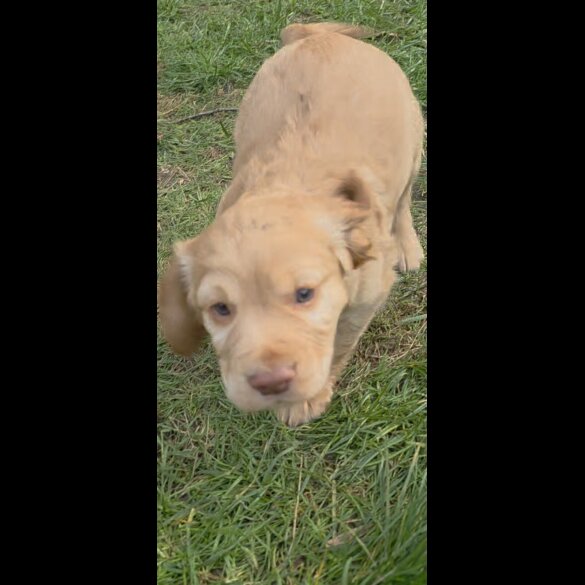 Cocker Spaniel (Working)