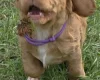 Cocker Spaniel (Working)