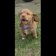 Cocker Spaniel (Working)