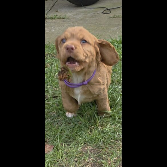 Cocker Spaniel (Working)