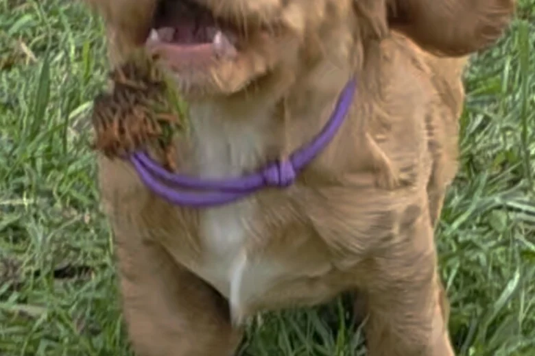 Cocker Spaniel (Working)