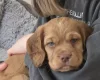Cocker Spaniel (Working)
