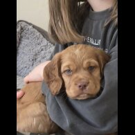 Cocker Spaniel (Working)