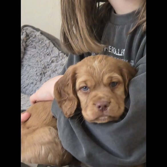 Cocker Spaniel (Working)