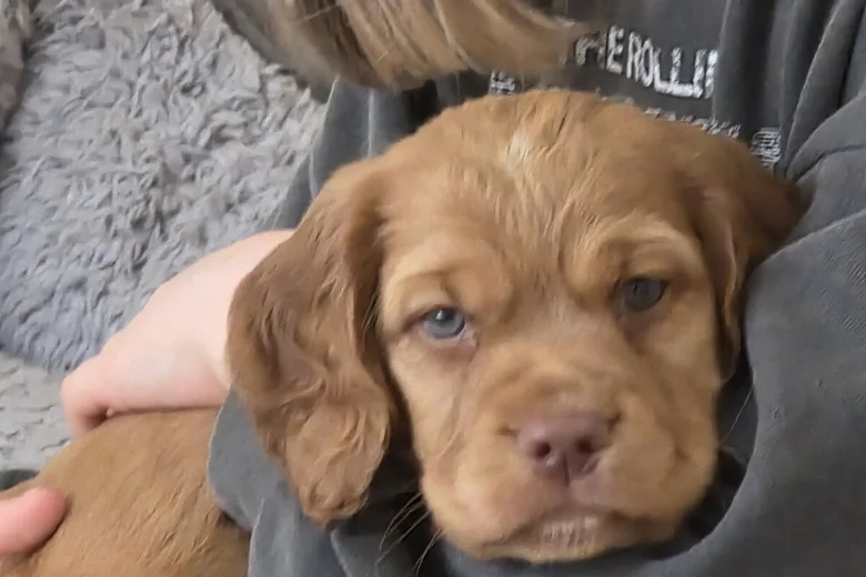 Cocker Spaniel (Working)