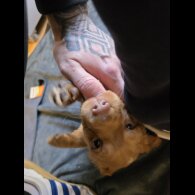 Cocker Spaniel (Working)