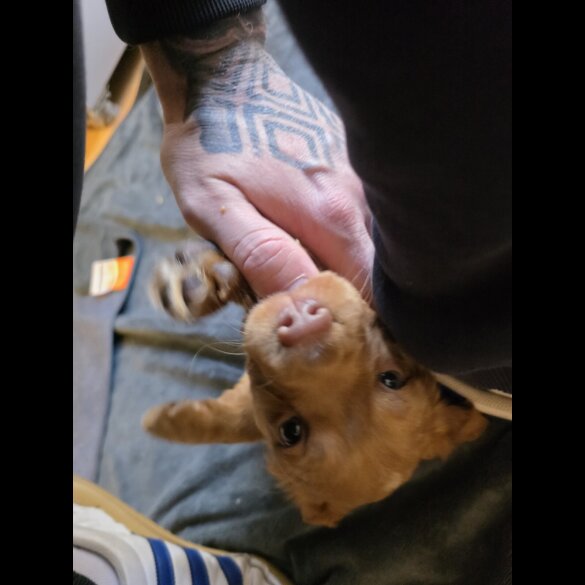Cocker Spaniel (Working)