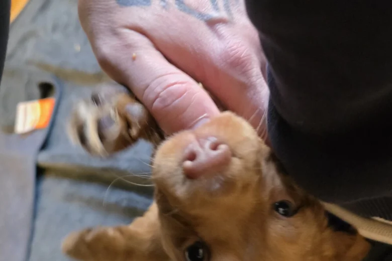 Cocker Spaniel (Working)