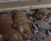 Cocker Spaniel (Working)