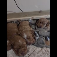 Cocker Spaniel (Working)