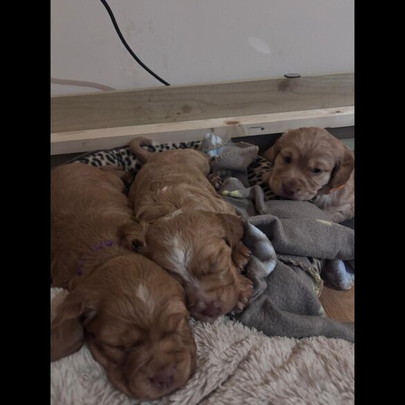 Cocker Spaniel (Working)