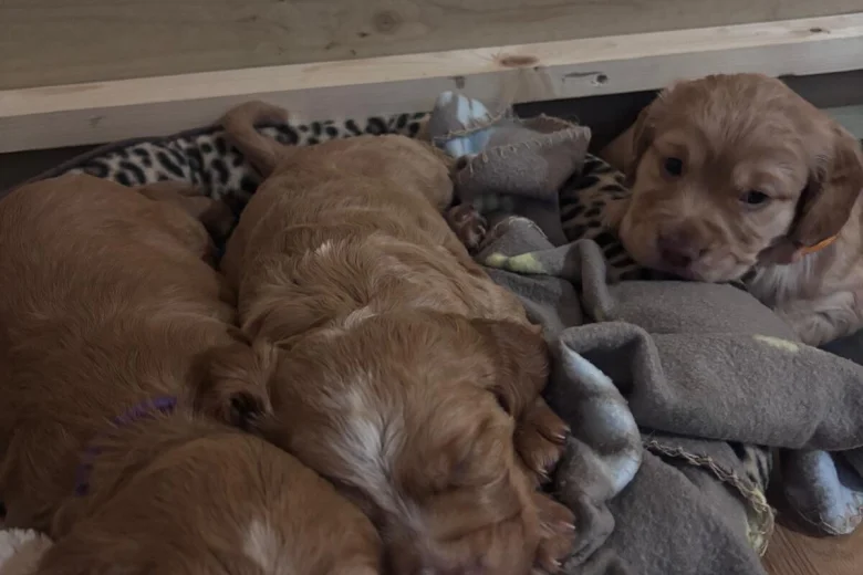 Cocker Spaniel (Working)