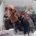 Dachshund (Smooth Haired)