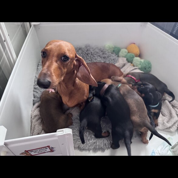 Dachshund (Smooth Haired)