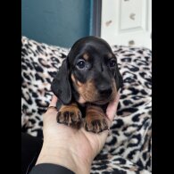 Dachshund (Smooth Haired)