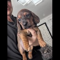 Dachshund (Smooth Haired)