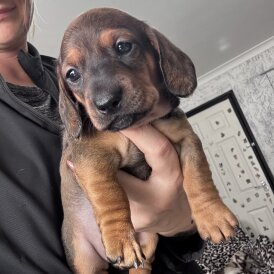 Dachshund (Smooth Haired)