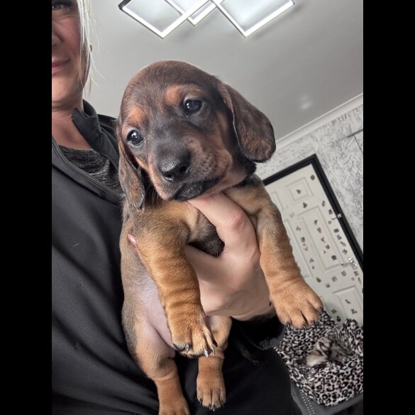 Dachshund (Smooth Haired)