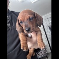 Dachshund (Smooth Haired)