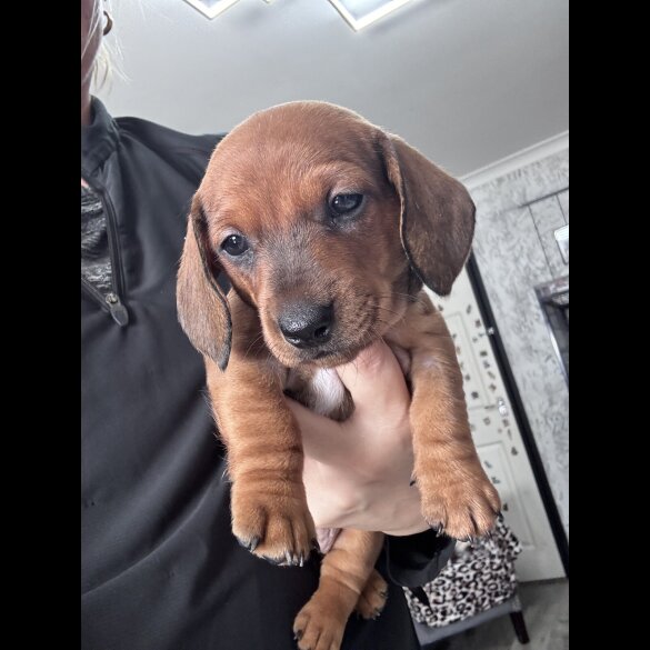 Dachshund (Smooth Haired)