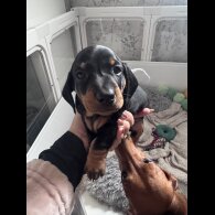 Dachshund (Smooth Haired)