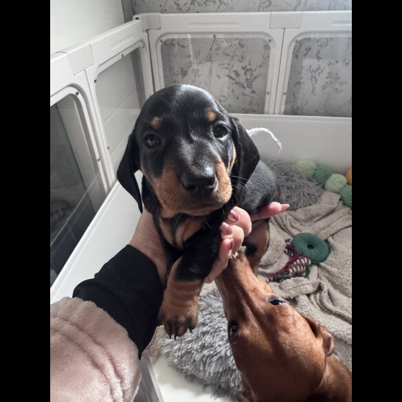 Dachshund (Smooth Haired)