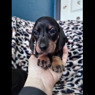Dachshund (Smooth Haired)