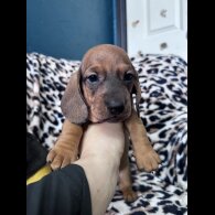 Dachshund (Smooth Haired)