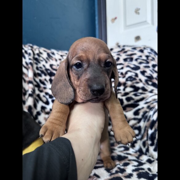 Dachshund (Smooth Haired)