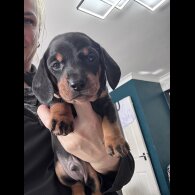 Dachshund (Smooth Haired)