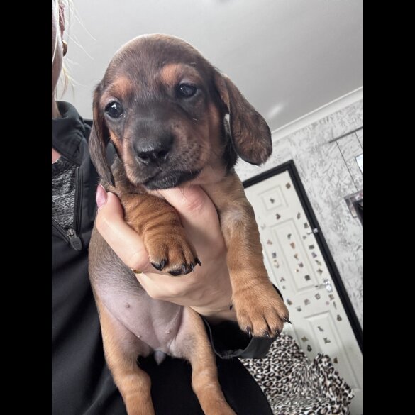 Dachshund (Smooth Haired)