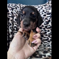 Dachshund (Smooth Haired)