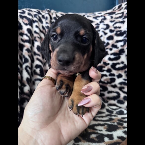 Dachshund (Smooth Haired)