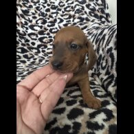 Dachshund (Smooth Haired)