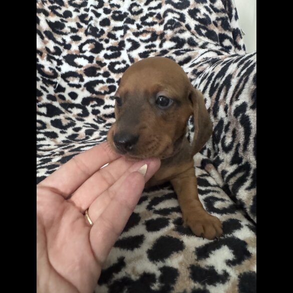 Dachshund (Smooth Haired)