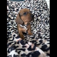 Dachshund (Smooth Haired)