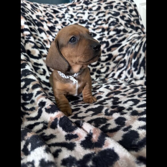 Dachshund (Smooth Haired)