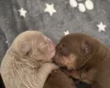English Bulldog