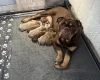 English Bulldog
