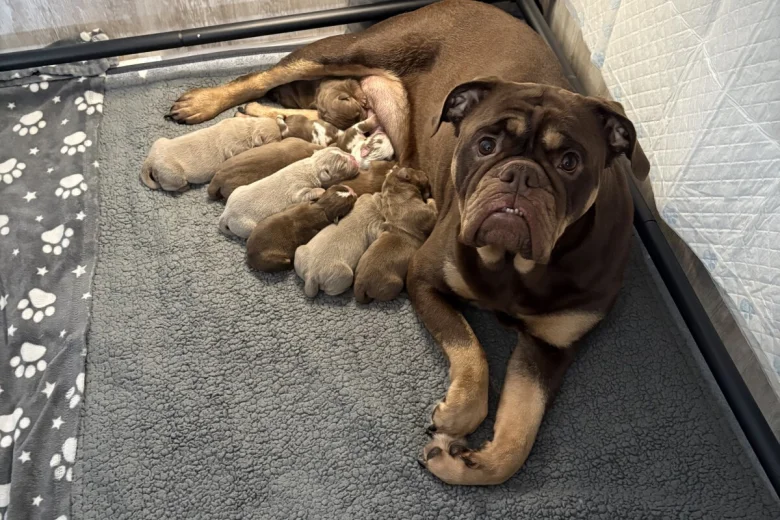 English Bulldog