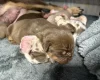 English Bulldog