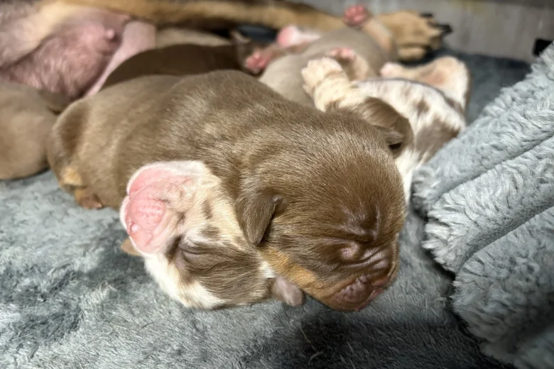 English Bulldog