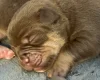English Bulldog