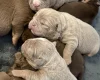 English Bulldog